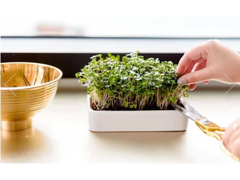 eco friendly gift ideas for anyone micro green grow kit